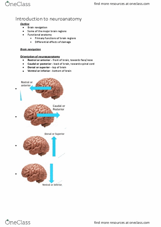 PSYC1011 Lecture Notes - Lecture 3: Hypersexuality, Superior Colliculus, Occipital Lobe thumbnail