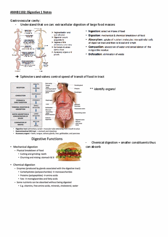 ANHB1102 Lecture 12: Digestive 1 Notes thumbnail