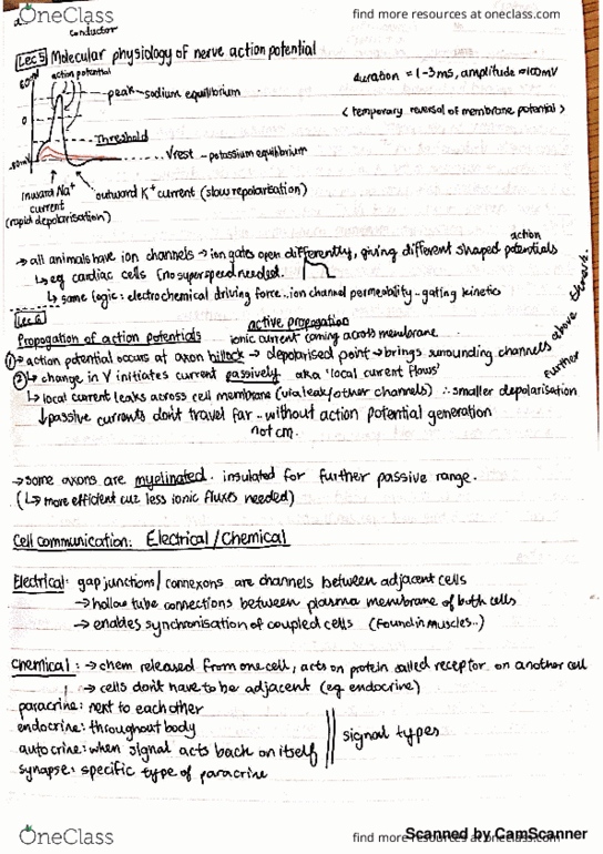 PHSL2121 Lecture 5: Lecture 5 Summary - Molecular physiology of AP thumbnail
