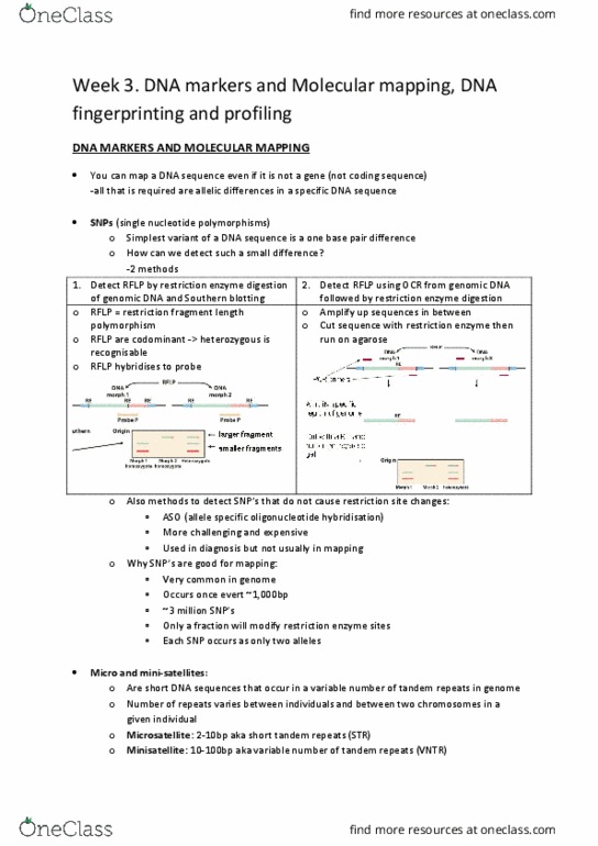 BMS2042 Lecture Notes - Lecture 8: Meiosis, Genetic Linkage, Genetic Screen thumbnail