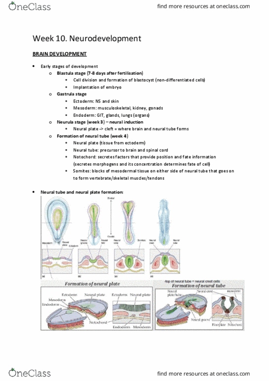 BMS1052 Lecture Notes - Lecture 22: Prefrontal Cortex, Growth Cone, Parahippocampal Gyrus thumbnail
