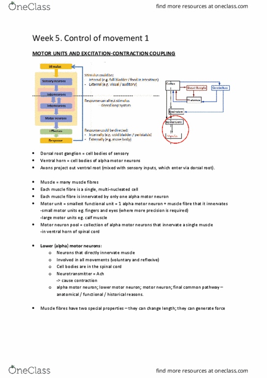 BMS1052 Lecture Notes - Lecture 15: Depolarization, Ryanodine Receptor, Proportional Control thumbnail