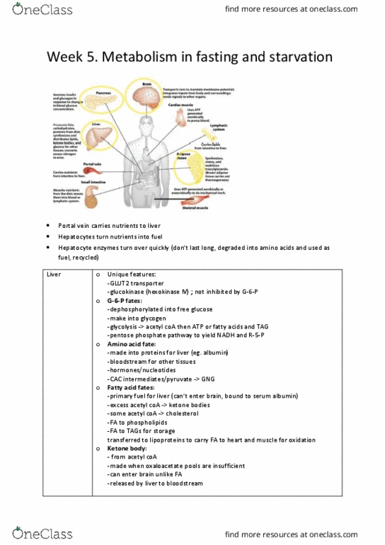 BMS2021 Lecture Notes - Lecture 12: Renal Medulla, Lysosome, Cytosol thumbnail