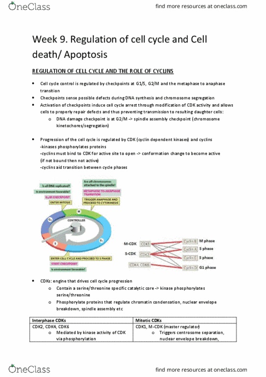 BMS2021 Lecture Notes - Lecture 25: Old Age, Cytokinesis, Proteasome thumbnail