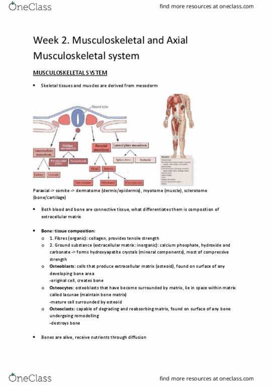 BMS2011 Lecture Notes - Lecture 4: Muscular System, Synovial Joint, Medullary Cavity thumbnail