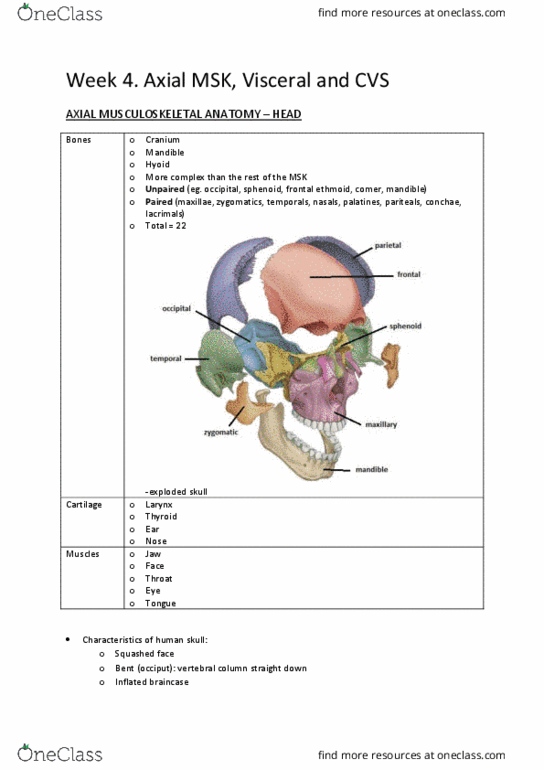 BMS2011 Lecture Notes - Lecture 5: Thymus, Papillary Muscle, Thoracic Cavity thumbnail