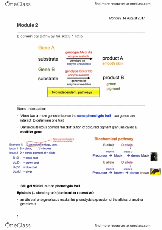 BIOL10005 Lecture Notes - Lecture 21: Phenylalanine, Chromosome, Sickle-Cell Disease thumbnail