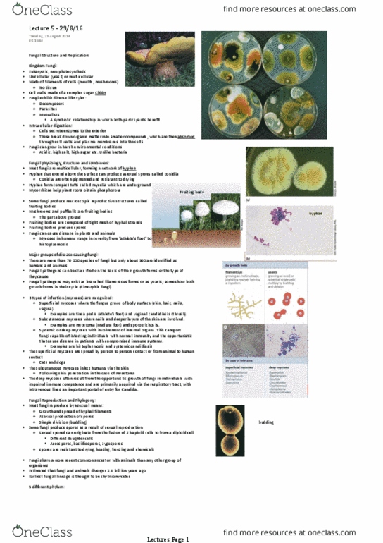 BMSC207 Lecture Notes - Lecture 9: Aspergillus, Zygomycota, Coenocyte thumbnail