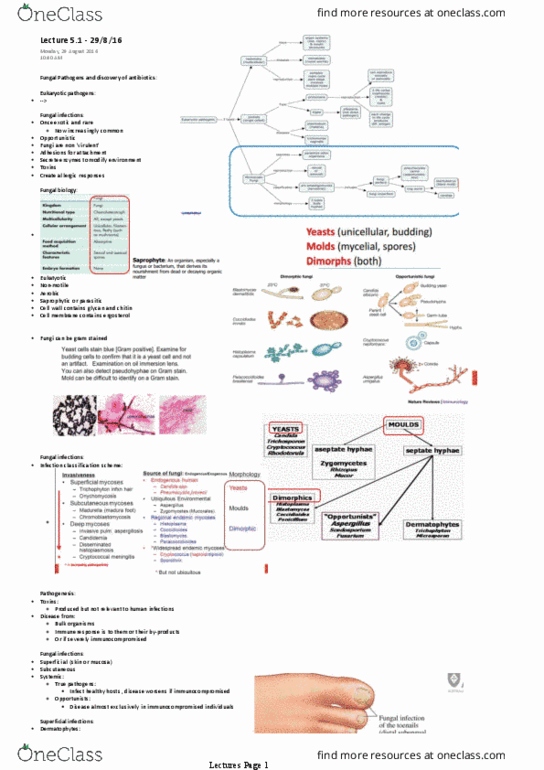 BMSC207 Lecture Notes - Lecture 10: Coccidioidomycosis, Human Microbiota, Tinea Cruris thumbnail