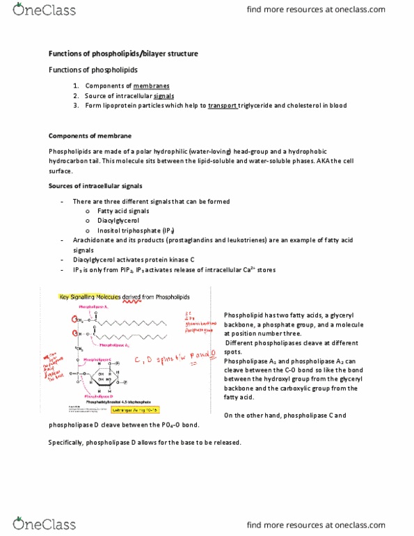 BCHM 316 Lecture Notes - Lecture 23: Glycerol, Chylomicron, Cyclooxygenase thumbnail