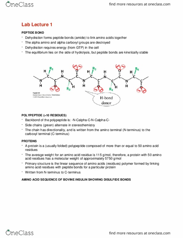 BCEM 393 Lecture Notes - Lecture 2: Bovine Serum Albumin, Mercedes-Benz E-Class, Lysine thumbnail