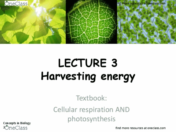 483 Lecture Notes - Lecture 3: Stoma, Food Energy, Chemical Energy thumbnail