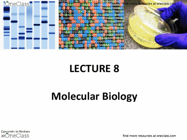483 Lecture Notes - Lecture 8: Plasmid, Digestion, Dna Gyrase thumbnail