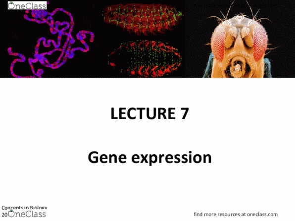 483 Lecture Notes - Lecture 7: Dna Gyrase, Transfer Rna, Primase thumbnail