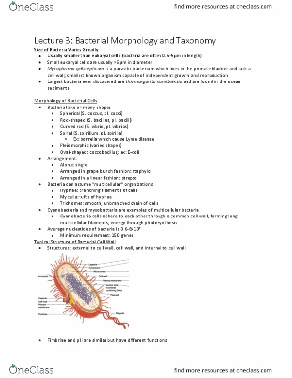 BIO 315 Lecture Notes - Lecture 3: Periplasm, Tubulin, Inclusion Bodies thumbnail