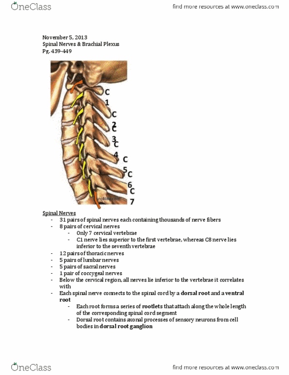 Anatomy and Cell Biology 3319 Chapter Notes -Ramus Communicans, Anterior Ramus Of Spinal Nerve, Dorsal Root Ganglion thumbnail