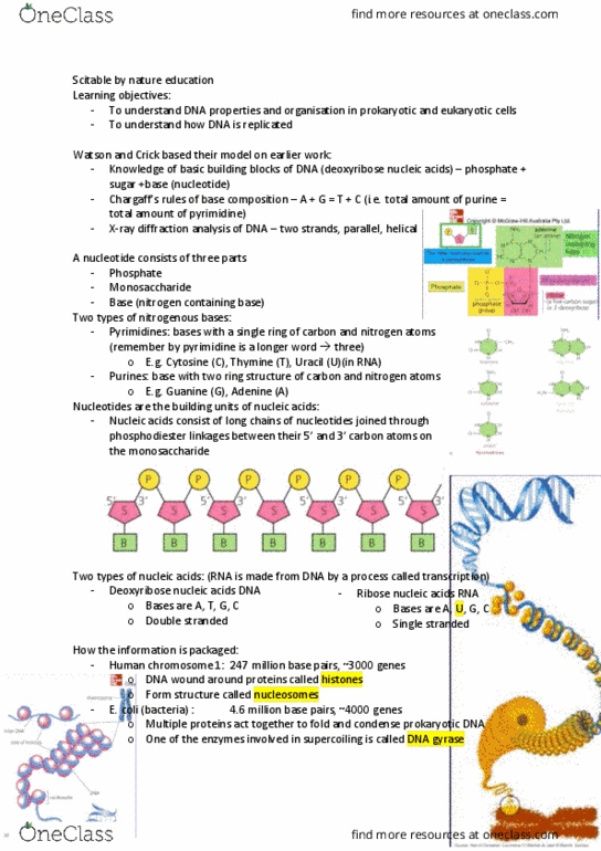 BIOL1102 Lecture Notes - Lecture 7: Dna Gyrase, Pyrimidine, Deoxyribose thumbnail