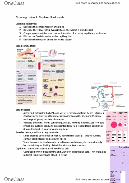 MMED2931 Lecture Notes - Lecture 7: Colloid, Subclavian Vein, Microcirculation thumbnail