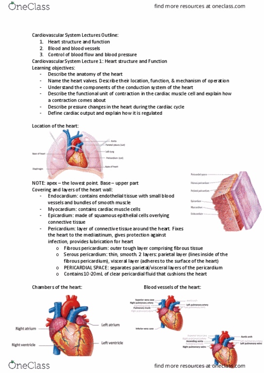MMED2931 Lecture Notes - Lecture 6: Pulmonary Circulation, Depolarization, Medulla Oblongata thumbnail