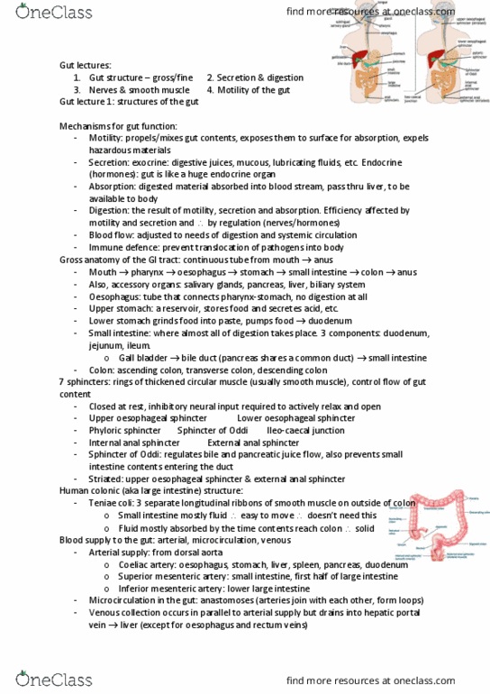 MMED2931 Lecture Notes - Lecture 12: Submucosa, Myenteric Plexus, Lamina Propria thumbnail
