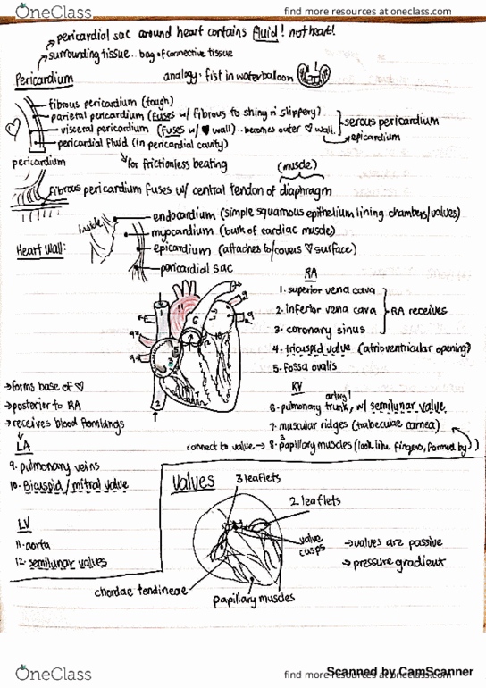 ANAT2511 Lecture 3: Cardiovascular System thumbnail