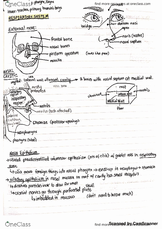ANAT2511 Lecture 4: Respiratory System part 1 - External to nasal to pharynx thumbnail