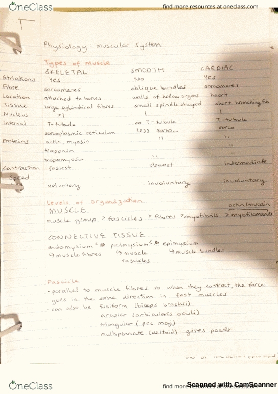 KNES 259 Lecture 15: muscle physiology thumbnail