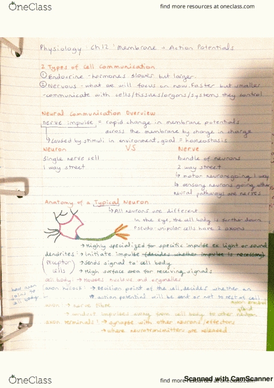 KNES 259 Lecture 11: nervous system thumbnail