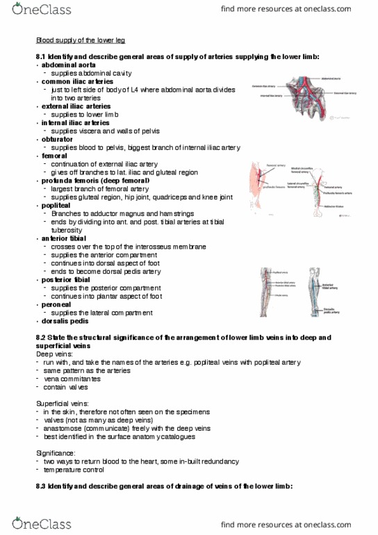 PHTY100 Lecture Notes - Lecture 8: Popliteus Muscle, Malleolus, Popliteal Fossa thumbnail