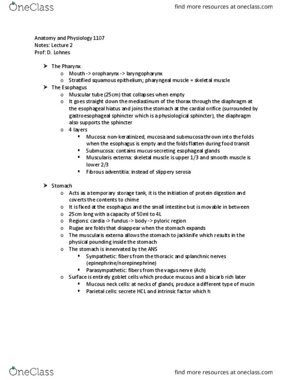 ANP 1106 Lecture Notes - Lecture 12: Rugae, Splanchnic Nerves, Parietal Cell thumbnail