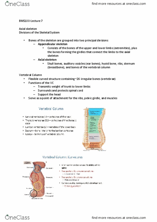 BMS100 Lecture Notes - Lecture 7: Rib Cage, Cervical Vertebrae, Cranial Cavity thumbnail