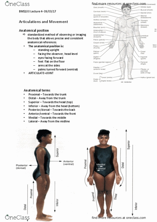 BMS100 Lecture Notes - Lecture 4: Osteoarthritis, Pubic Symphysis, Synovial Membrane thumbnail