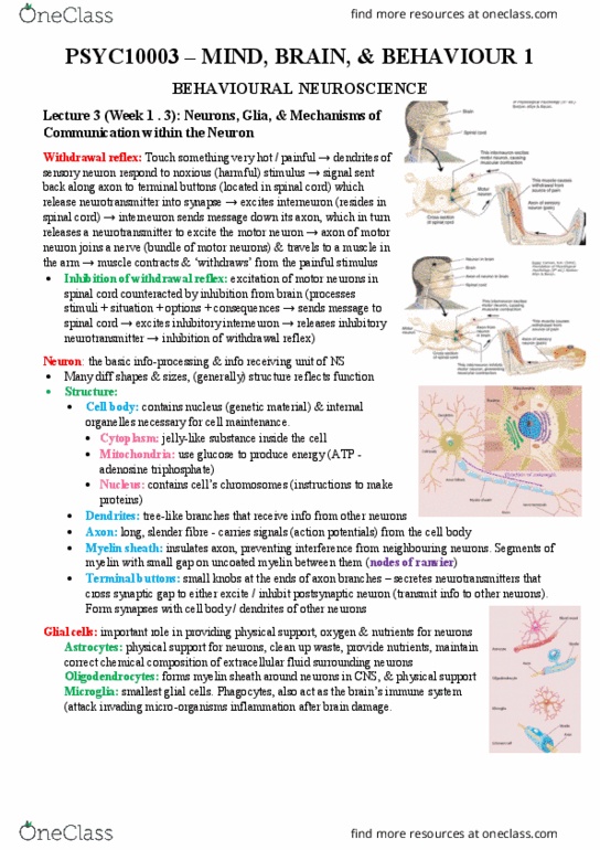 PSYC10003 Lecture Notes - Lecture 3: Resting Potential, Schwann Cell, Saltatory Conduction thumbnail