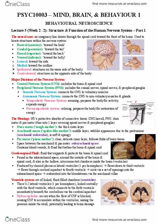 PSYC10003 Lecture Notes - Lecture 5: Primary Motor Cortex, Temporal Lobe, Abdominal Cavity thumbnail
