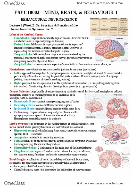 PSYC10003 Lecture Notes - Lecture 6: Dorsal Root Ganglion, Caudate Nucleus, Substantia Nigra thumbnail