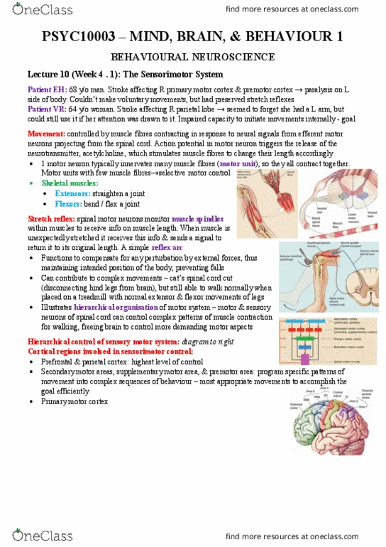 PSYC10003 Lecture Notes - Lecture 10: Motor Cortex, Reflex Arc, Supplementary Motor Area thumbnail