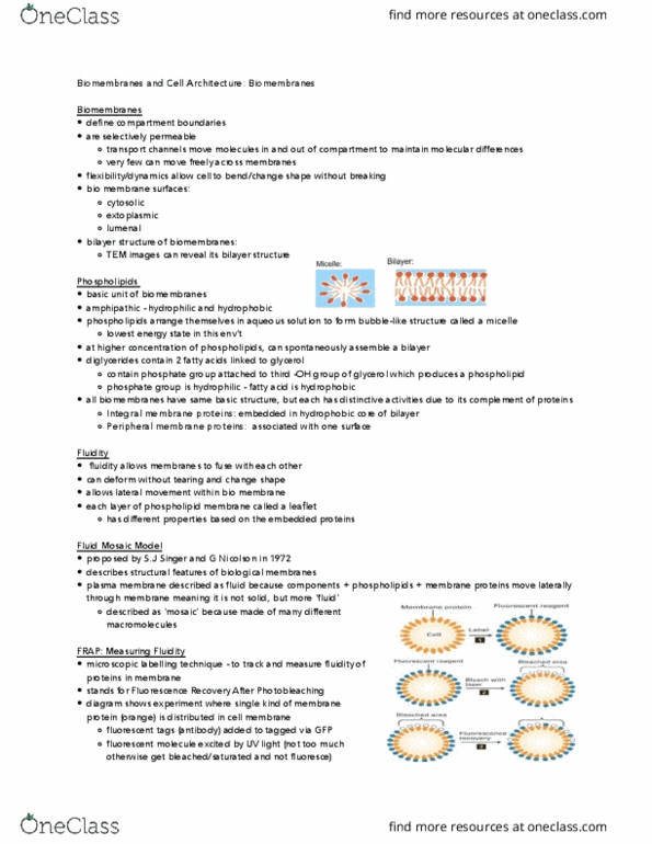 BIOLOGY 2B03 Lecture Notes - Lecture 7: Osmosis, Lipid Raft, Acylation thumbnail