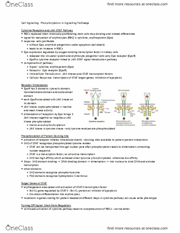 BIOLOGY 2B03 Lecture Notes - Lecture 14: Serum Response Factor, Gtpase, Phosphate thumbnail