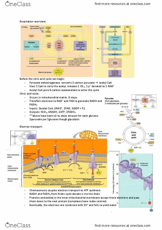 BIOL1102 Study Guide - Fall 2017, Final - Cell Junction, Vascular ...