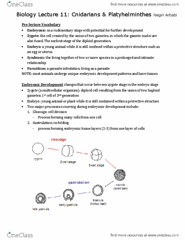 BIOL 111 Lecture Notes - Lecture 11: Gastrovascular Cavity, Median Plane, Hydrostatic Skeleton thumbnail