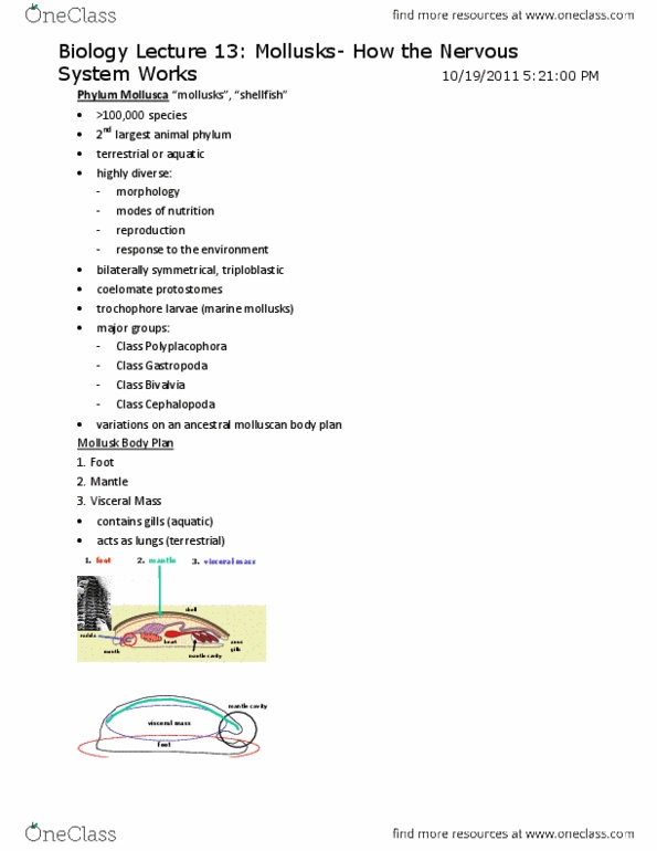 BIOL 111 Lecture Notes - Lecture 13: Cephalopod, Nudibranch, Peripheral Nervous System thumbnail