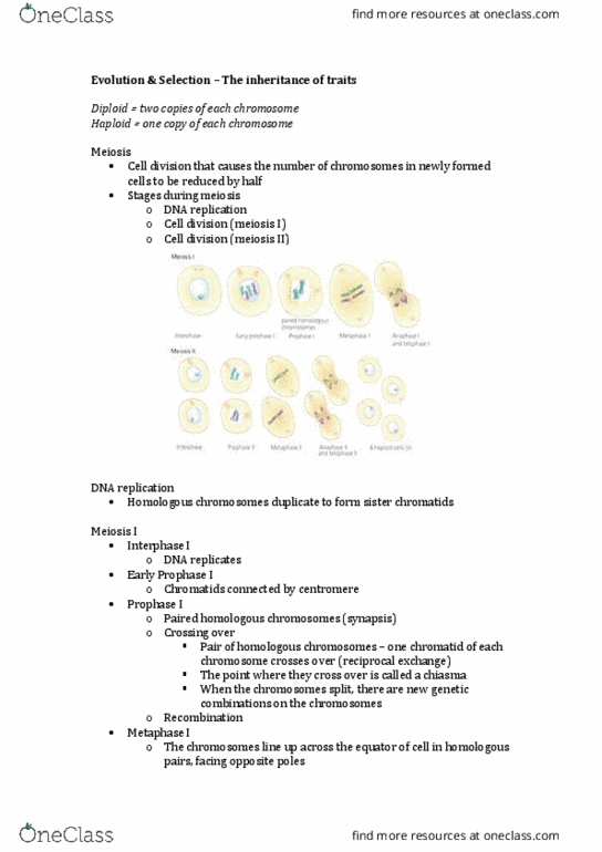 BIOL1130 Lecture Notes - Lecture 11: Spermatogenesis, Gametogenesis, Oogenesis thumbnail