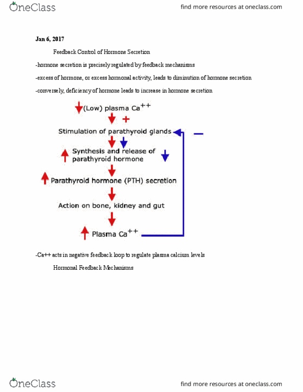 PHGY 210 Lecture Notes - Lecture 2: Thyroid Dysgenesis, Fetus, Diiodotyrosine thumbnail