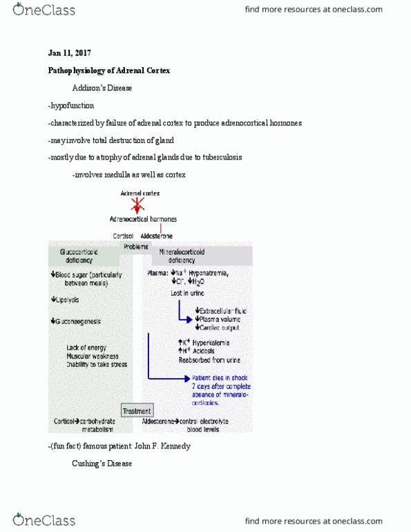 PHGY 210 Lecture Notes - Lecture 4: Spermatogonium, Follicular Fluid, Glycogenolysis thumbnail
