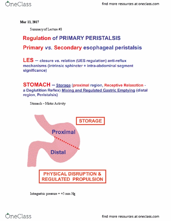 PHGY 210 Lecture Notes - Lecture 26: Peristalsis, Muscle Tone, Duodenum thumbnail