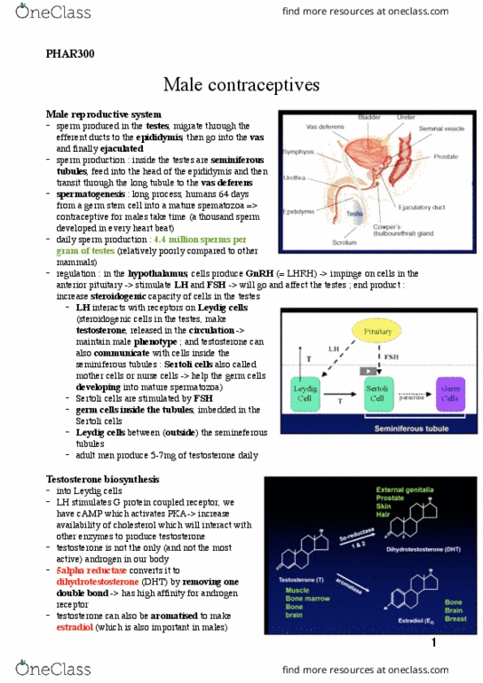 PHAR 300 Lecture Notes - Lecture 13: Gonadotropin, Adrenal Cortex, Immunocontraception thumbnail