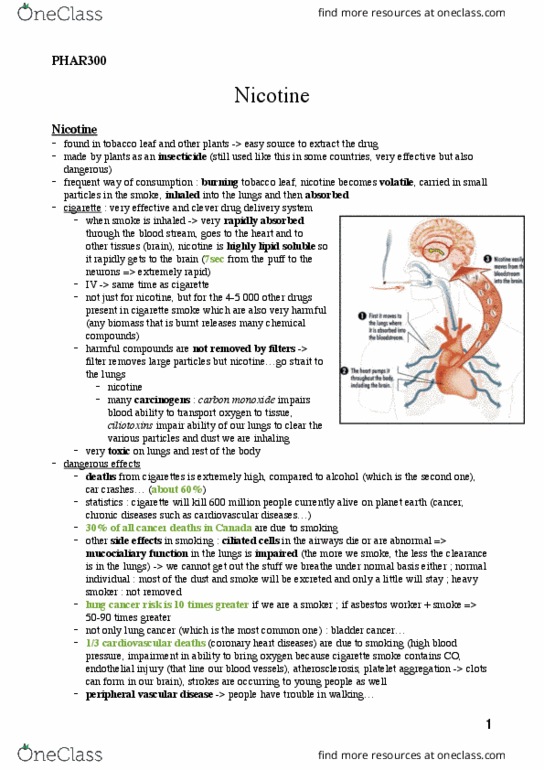 PHAR 300 Lecture Notes - Lecture 14: Mesolimbic Pathway, Bronchus, Trachea thumbnail