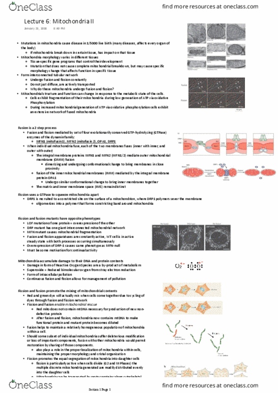 BIOL 201 Lecture Notes - Lecture 6: Lysosome, Pink1, Ubiquitin Ligase thumbnail