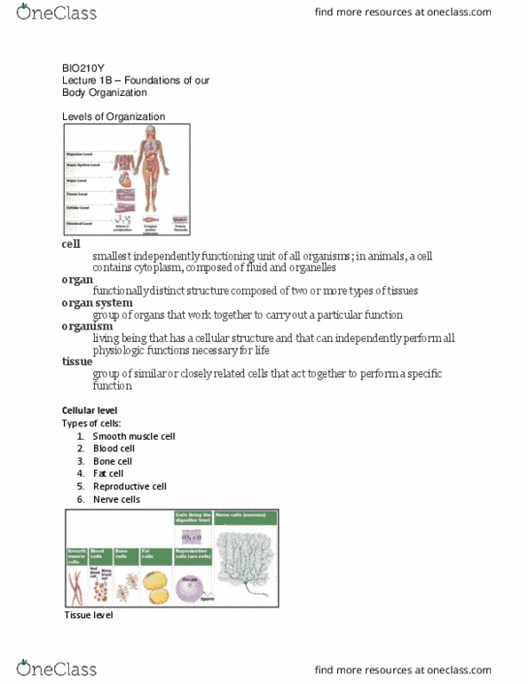 BIO210Y5 Lecture Notes - Lecture 1: Epithelium, Smooth Muscle Tissue, Muscle Tissue thumbnail