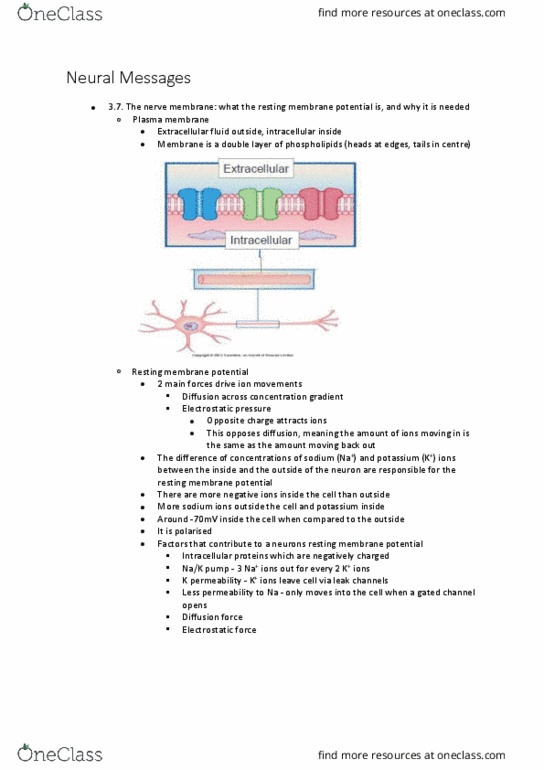 BIOL125 Lecture Notes - Lecture 9: Active Transport, Adenosine, Gap Junction thumbnail